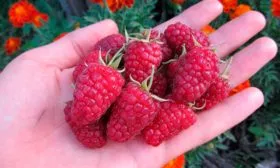 Малина Бриллиантовая в руке ягоды