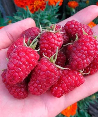 Малина Бриллиантовая в руке ягоды