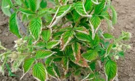 Малина Бриллиантовая вредители