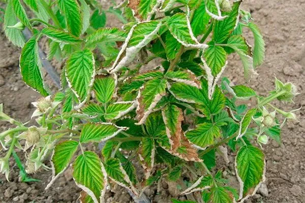 Малина Бриллиантовая вредители