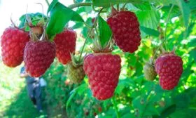 Малина Бриллиантовая ягоды