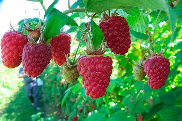 Малина Бриллиантовая ягоды