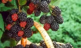 урожай малины сорта Бристоль