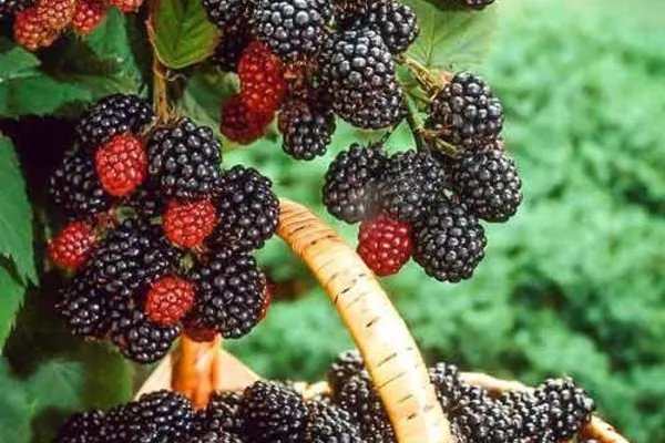 урожай малины сорта Бристоль