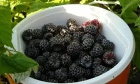 сбор урожая малины сорта Бристоль