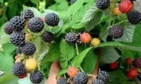 малина Бристоль