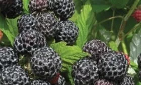 спелая малина Бристоль
