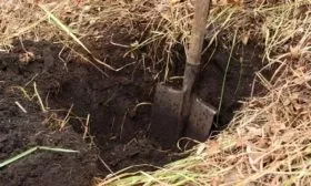 перекопка участка под малину Бристоль