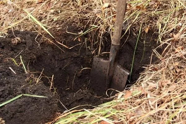 перекопка участка под малину Бристоль