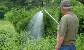 полив малины Бристоль