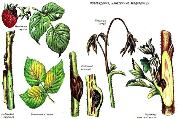 вредители малины Бристоль