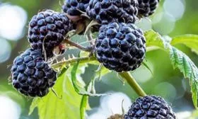 малина сорта Бристоль