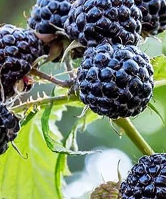 малина сорта Бристоль