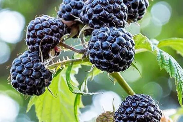 малина сорта Бристоль