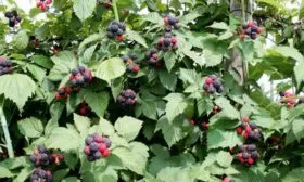 кусты малины сорта Бристоль