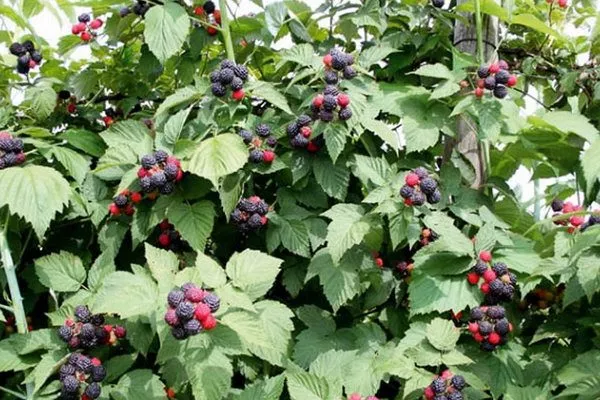 кусты малины сорта Бристоль