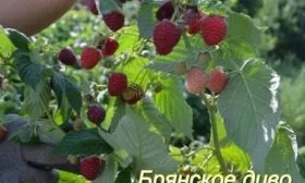 малина Брянское диво