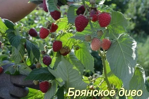 малина Брянское диво