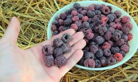 Малина Глен Кое