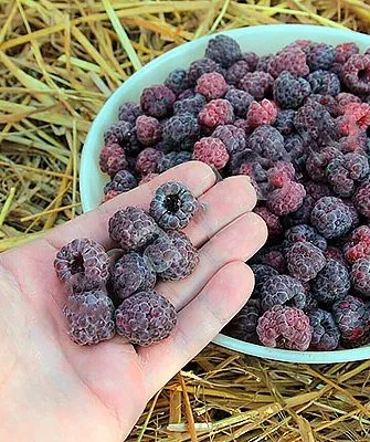 Малина Глен Кое