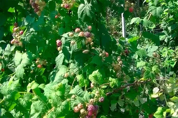 Малина Глен Кое куст