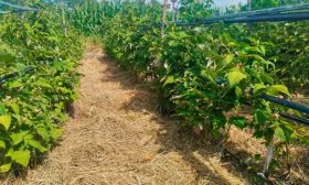 Малина Глен Кое Мульчирование