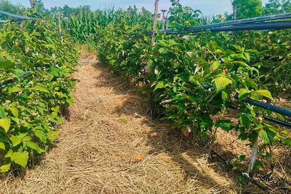 Малина Глен Кое Мульчирование