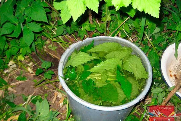 Малина Глен Кое настой зелени