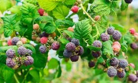 Малина Глен Кое особенности растения