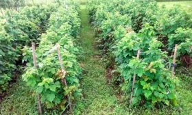 Малина Глен Кое посадка рядами