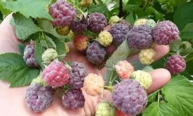 Малина Глен Кое созревание