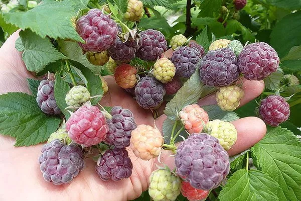 Малина Глен Кое созревание