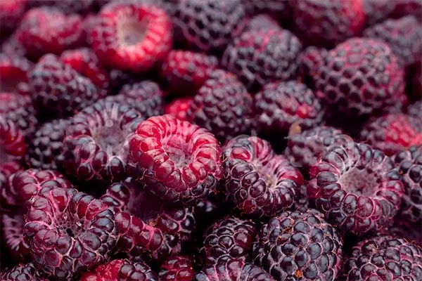 Малина Глен Кое урожай