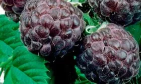 Малина Глен Кое ягоды