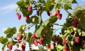 малина Изобильная