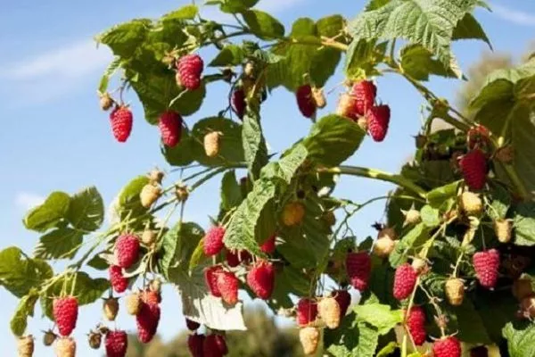 малина Изобильная