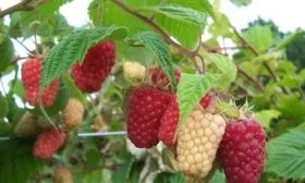 малина Каскад Делайт