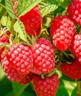 малина Конёк-Горбунок