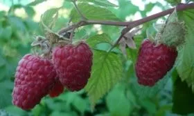 малина Красная королева