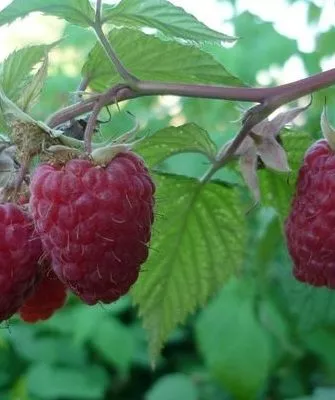 малина Красная королева