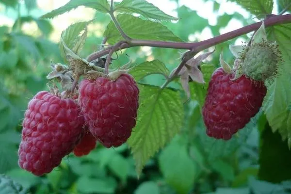 малина Красная королева