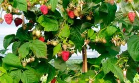 Малина Маравилла куст