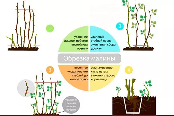 Малина Маравилла обрезка