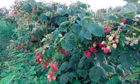 Малина Маравилла описание куста