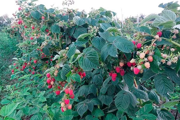 Малина Маравилла описание куста