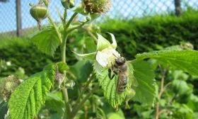 Малина Маравилла опыление