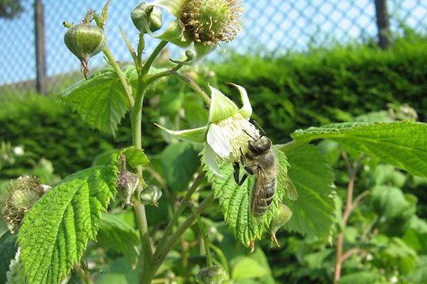 Малина Маравилла опыление