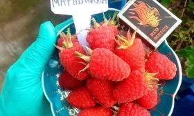 Малина Маравилла плоды