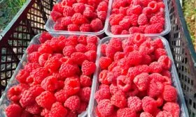 Малина Маравилла сбор урожая