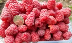 Малина Маравилла урожай